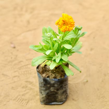 Calendula (Any Colour) in 3 Inch Nursery Bag