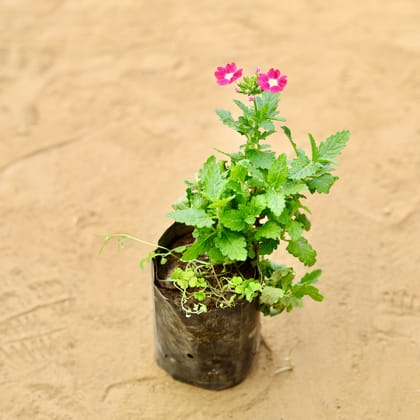 Verbena (any colour) in 4 Inch Nursery Bag