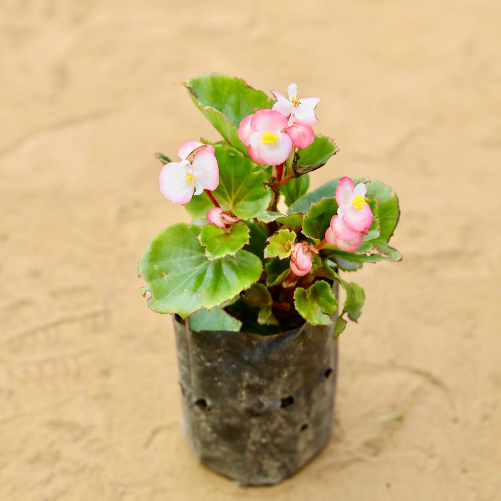 Begonia (any colour) in 4 Inch Nursery Bag