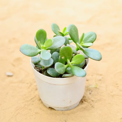 Crassula Mini Succulent in 3 Inch Nursery Pot