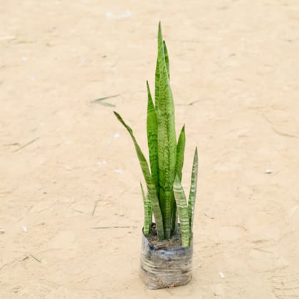 Snake Green (~ 1 Ft) in 6 Inch Nursery Bag