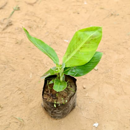 Banana / Kela in 5 Inch Nursery Bag