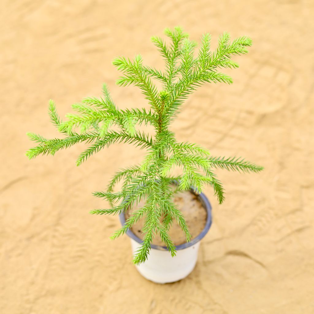 Araucaria / Christmas Tree Baby in 4 Inch Nursery Pot