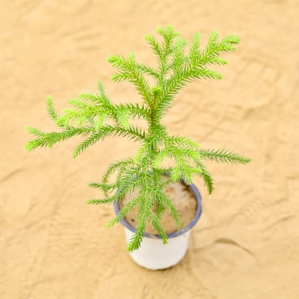 Buy Araucaria / Christmas Tree Baby in 4 Inch Nursery Pot Online | Urvann.com