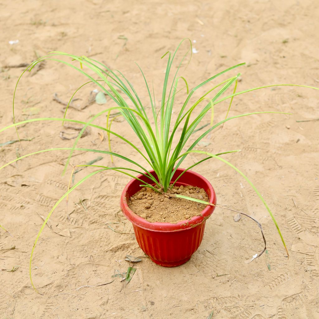 Nolina / Lolina Palm in 8 Inch Terracotta Red Olive Plastic Pot