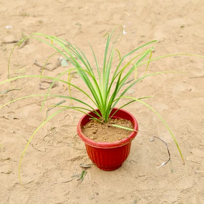 Buy Nolina / Lolina Palm in 8 Inch Terracotta Red Olive Plastic Pot Online | Urvann.com