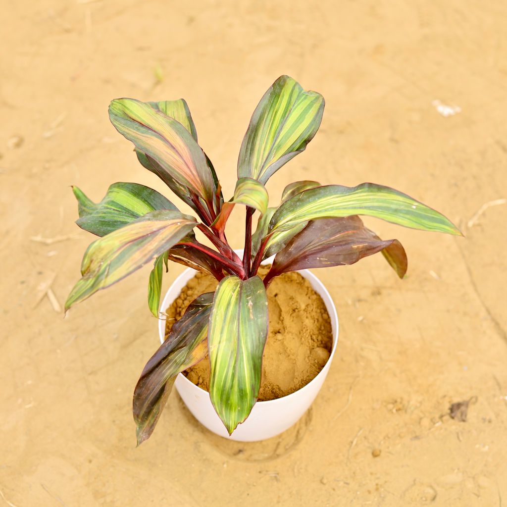 Dracaena Cordyline Brown in 6 Inch White Premium Orchid Round Plastic Pot