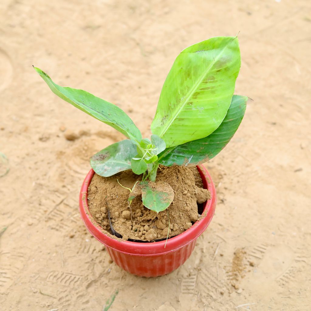 Banana / Kela in 8 Inch Terracotta Red Olive Plastic Pot