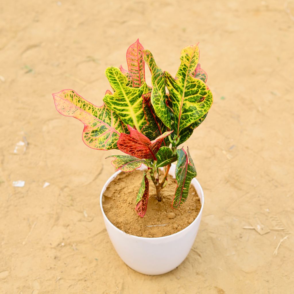 Croton Oakleaf in 6 Inch White Premium Orchid Round Plastic Pot