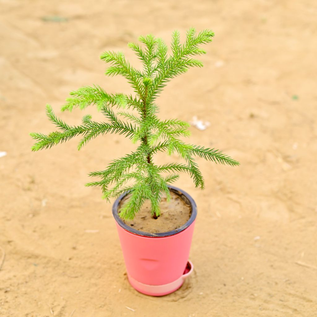 Araucaria / Christmas Tree Baby in 4 Inch Pink Florence Self Watering Pot