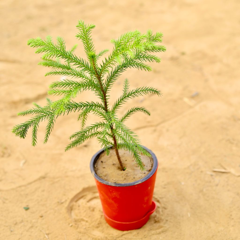 Araucaria / Christmas Tree Baby in 4 Inch Red Florence Self Watering Pot