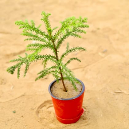 Buy Araucaria / Christmas Tree Baby in 4 Inch Red Florence Self Watering Pot Online | Urvann.com