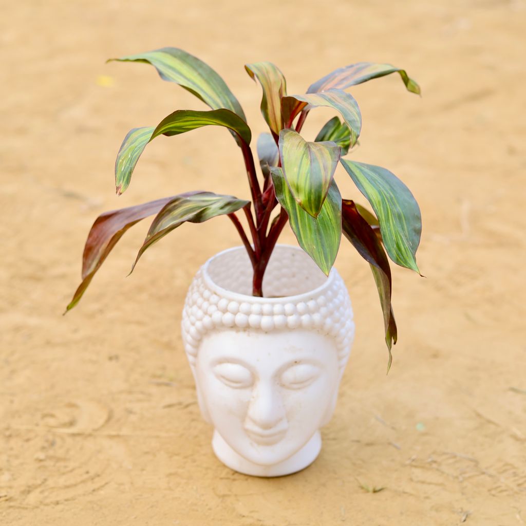 Dracaena Cordyline Brown in 6 Inch White Premium Buddha Plastic Pot