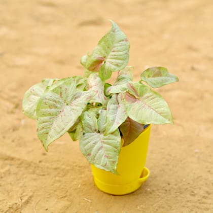 Buy Syngonium Pink Spot in 4 Inch Yellow Florence Self Watering Pot Online | Urvann.com