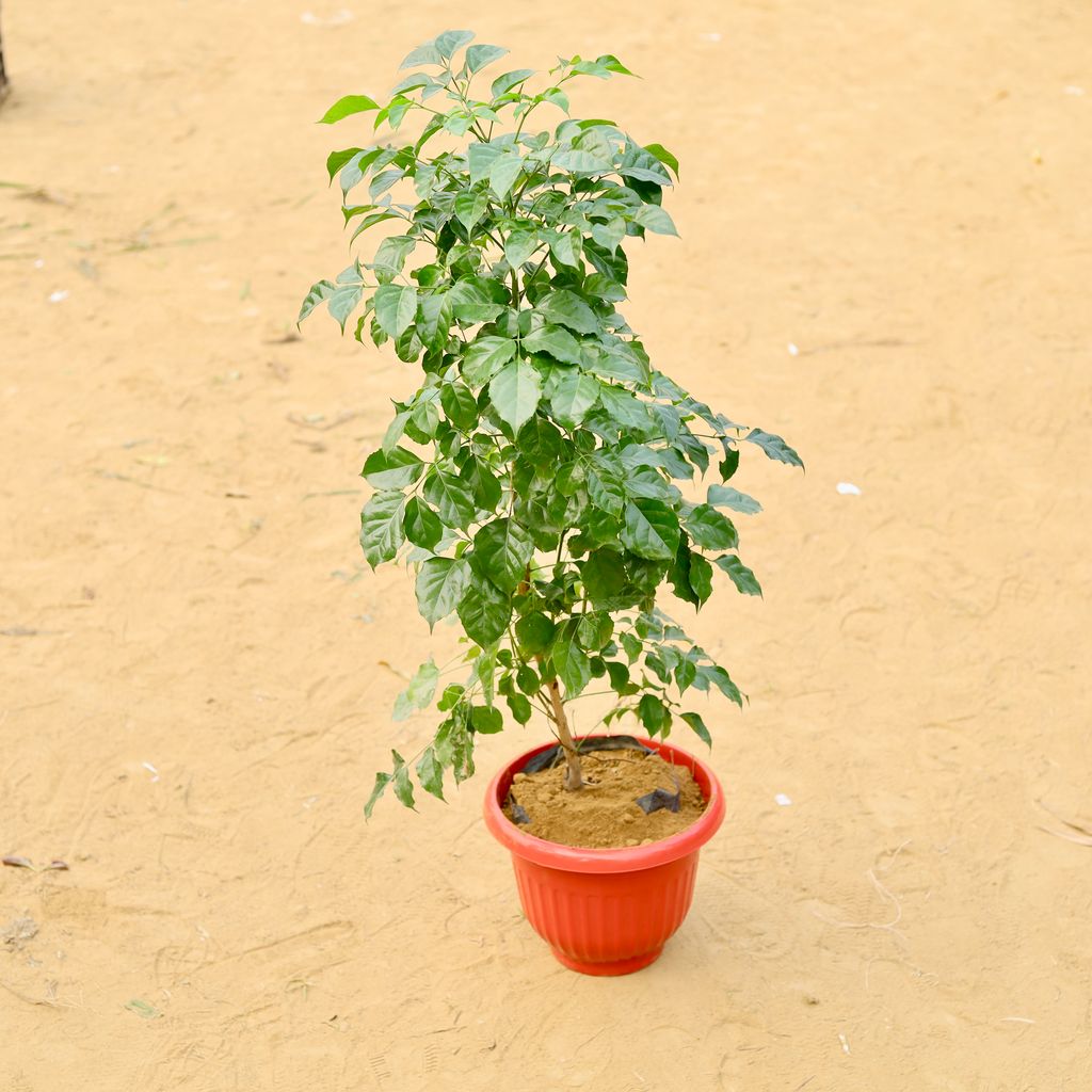 Radermachera / China Doll (~ 5 Ft) in 10 Inch Terracotta Red Olive Plastic Pot