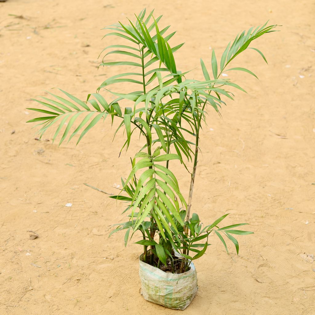 Cane Palm (~ 3 Ft) in 8 Inch Nursery Bag