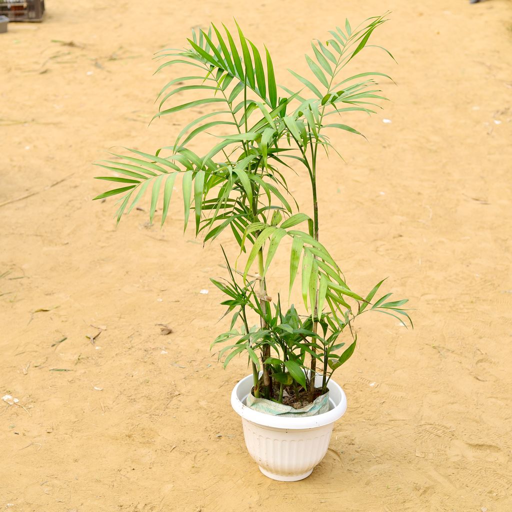 Cane Palm (~ 3 Ft) in 10 Inch White Olive Plastic Pot