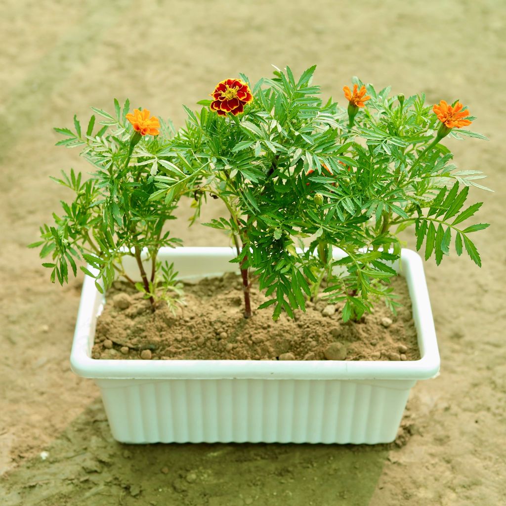 Three Marigold / Genda French (Any Colour) in 14 Inch White Premium Jupiter Rectangular Window Planter