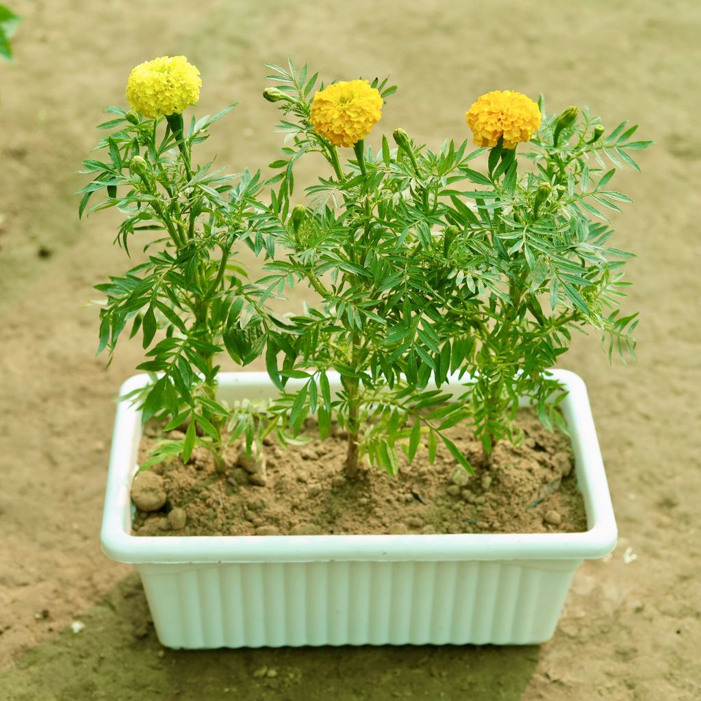 Three Marigold / Genda (Any Colour) in 14 Inch White Premium Jupiter Rectangular Window Planter