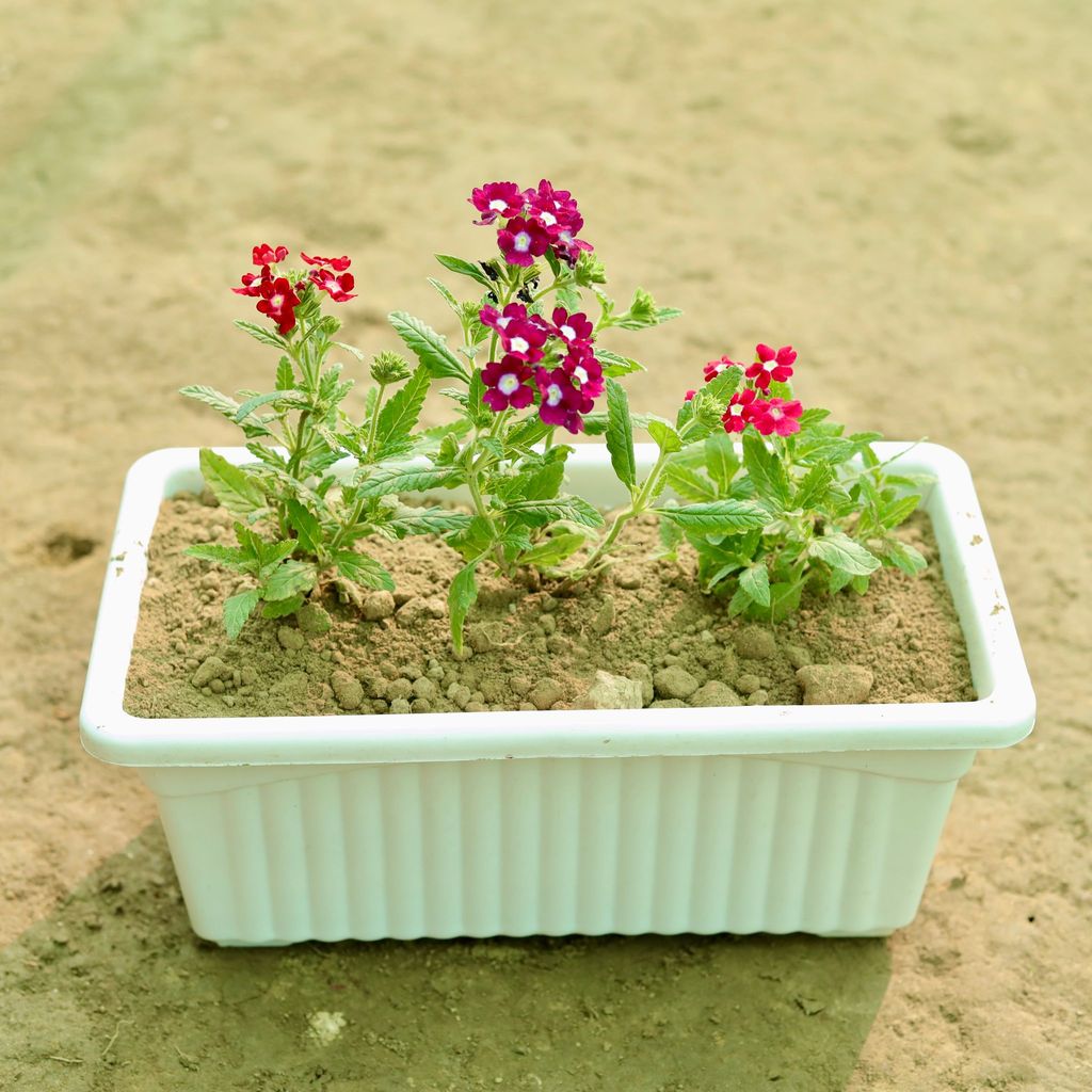 Three Verbena (Any Colour) in 14 Inch White Premium Jupiter Rectangular Window Planter