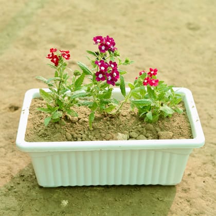 Buy Verbena (Any Colour) in 12 Inch White Premium Jupiter Rectangular Window Planter Online | Urvann.com