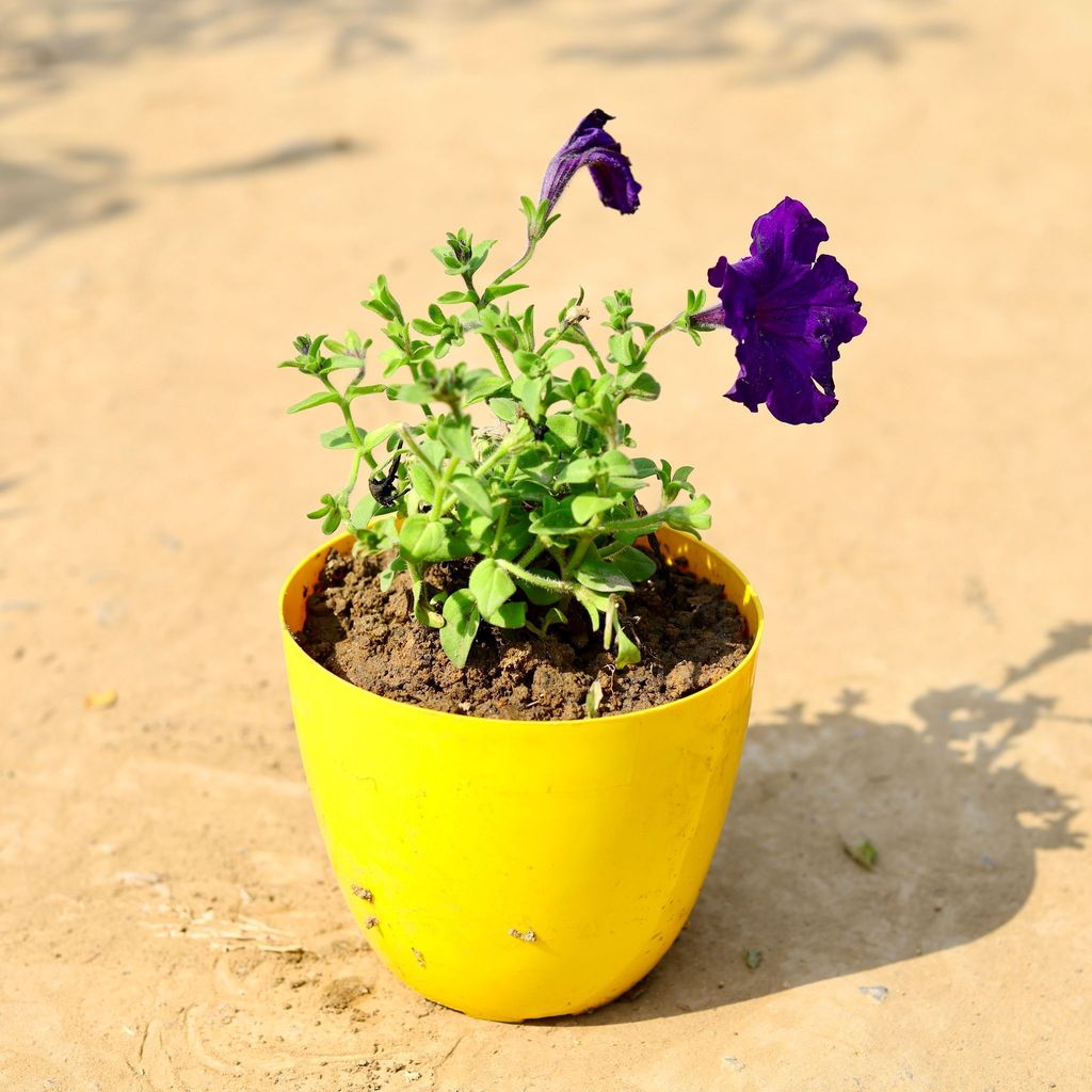 Petunia (any colour) in 6 Inch Yellow Premium Orchid Round Plastic Pot