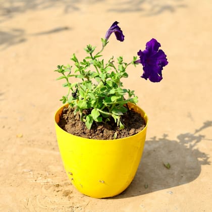 Buy Petunia (any colour) in 6 Inch Yellow Premium Orchid Round Plastic Pot Online | Urvann.com