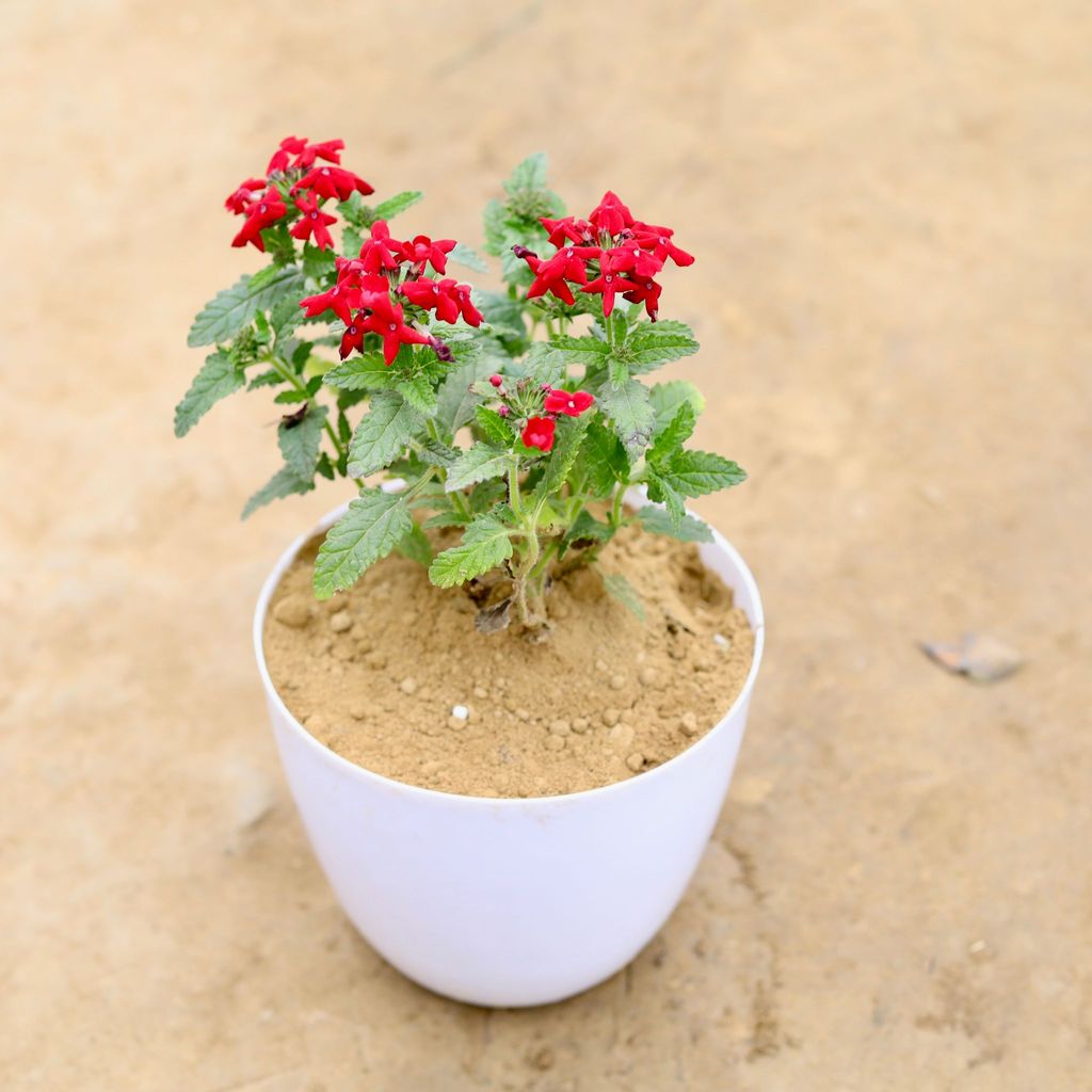 Verbena (any colour) in 6 Inch White Premium Orchid Plastic Pot