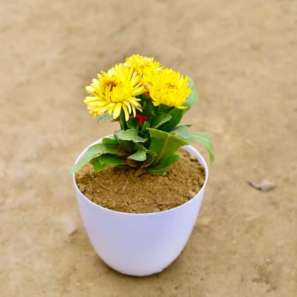 Buy Calendula (any colour) in 6 Inch White Premium Orchid Plastic Pot Online | Urvann.com