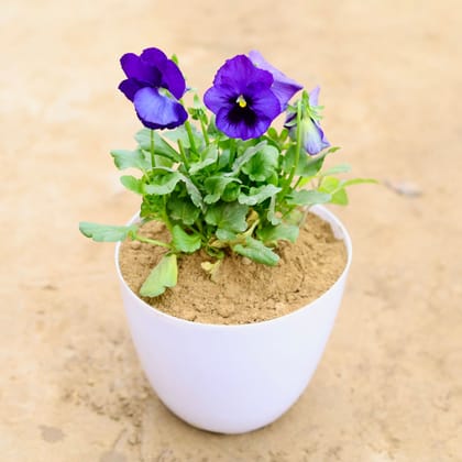 Buy Pansy Blue in 6 Inch White Premium Orchid Plastic Pot Online | Urvann.com