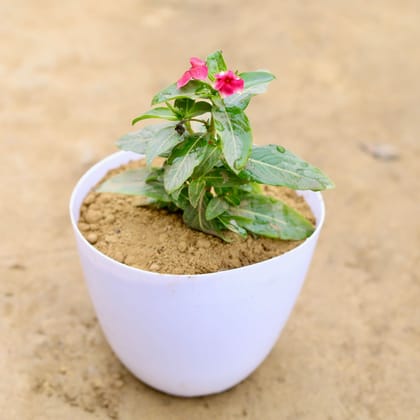 Buy Periwinkle / Vinca / Sadabahar (any colour) in 6 Inch White Premium Orchid Plastic Pot Online | Urvann.com