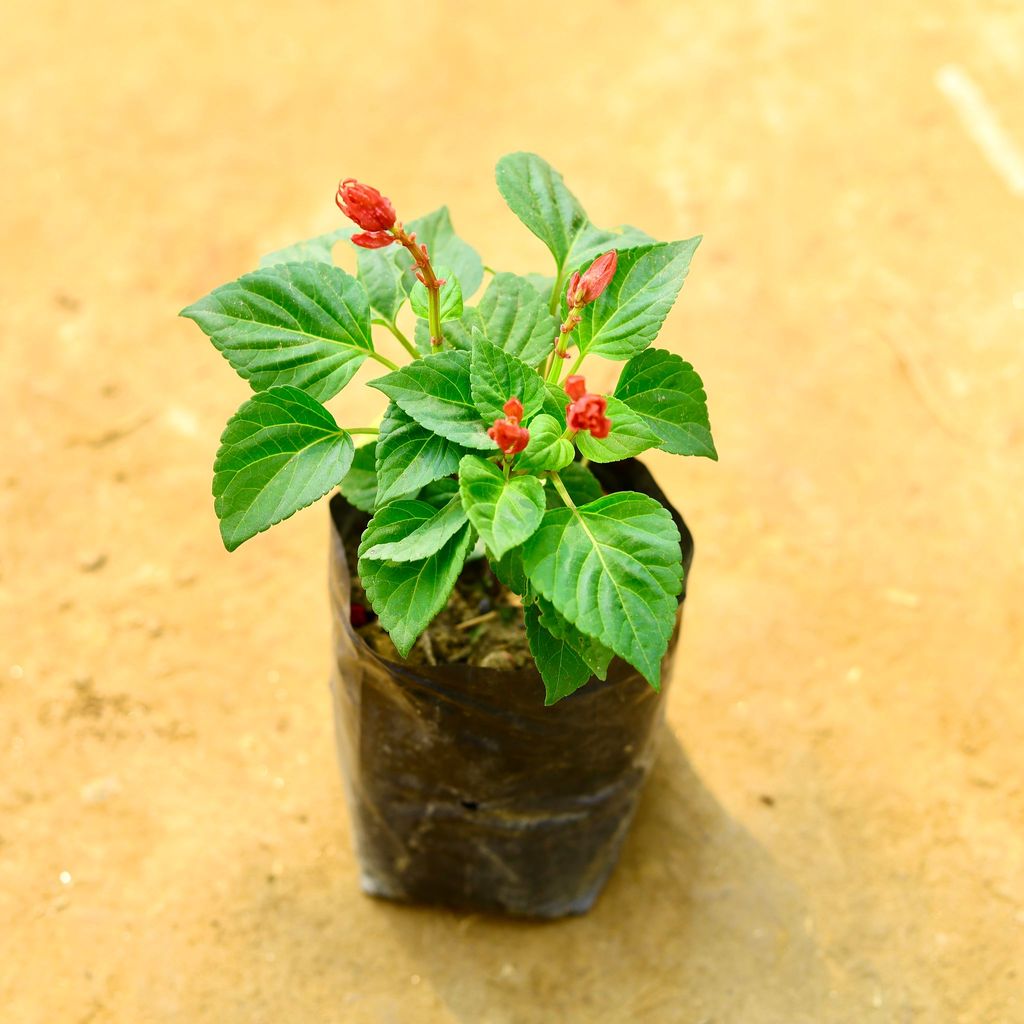 Salvia in 4 Inch Nursery Bag