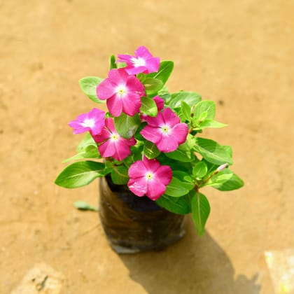 Buy Periwinkle / Sadabahar / Vinca Hybrid (any colour) in 4 Inch Nursery Bag Online | Urvann.com