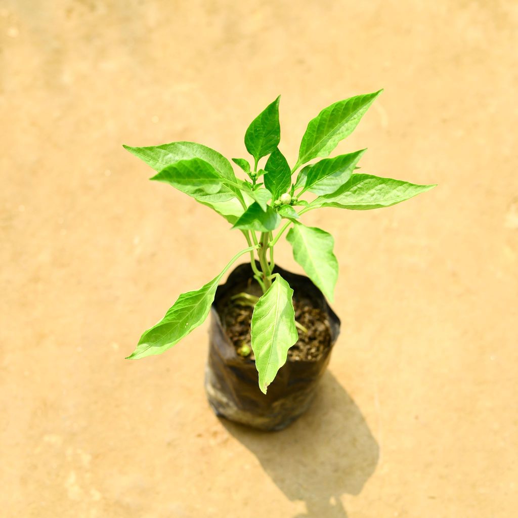 Mirchi / Chili Plant in 4 Inch Nursery Bag