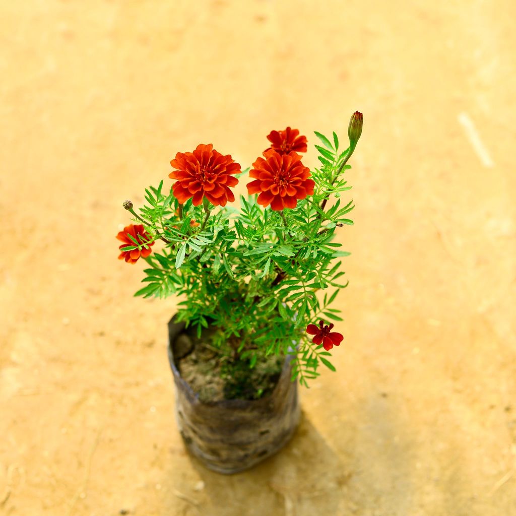 Marigold / Genda Jafri (Any Colour) in 4 Inch Nursery Bag