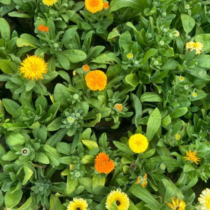 Buy Set of 40 - Calendula (Any Colour) in 3 Inch Nursery Bag Online | Urvann.com