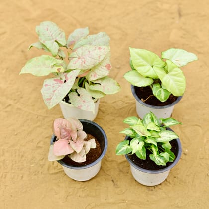 Buy Set of 4 - Syngoniums (Candyfloss, Pink, Butterfly & Pixie Green) in 4 Inch Nursery Pot Online | Urvann.com