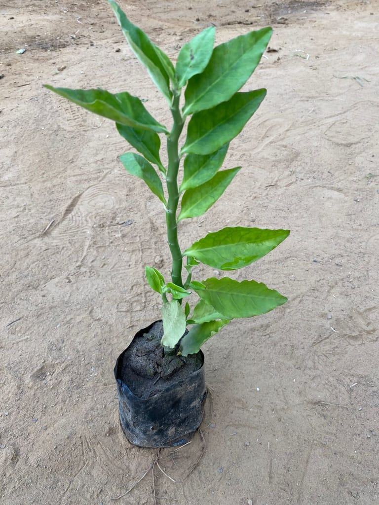 Pedilanthus / Devil's Backbone Green in 3 inch Nursery Bag