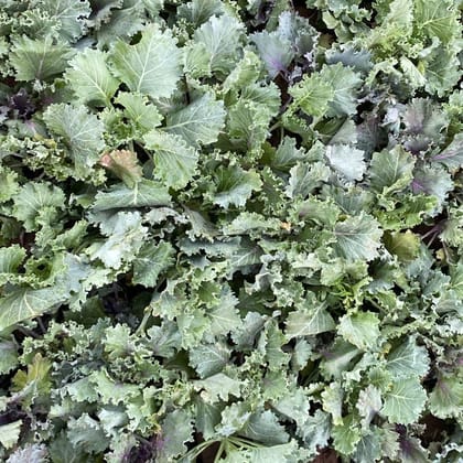 Buy Kale Green in 3 Inch Nursery Bag Online | Urvann.com