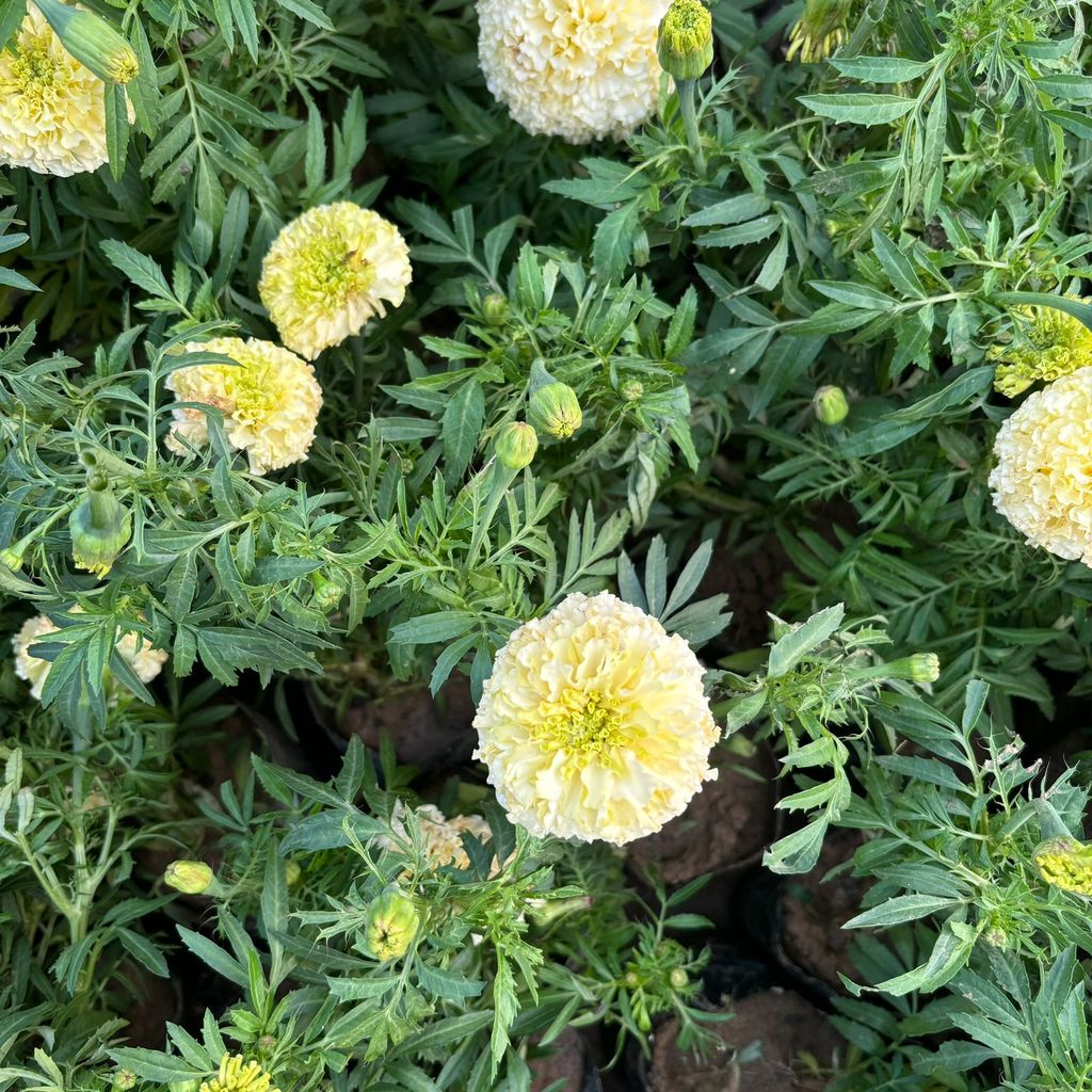 Rare Marigold / Genda White in 3 Inch Nursery Bag