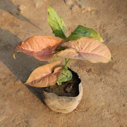 Buy Syngonium Pink in 3 Inch Nursery Bag Online | Urvann.com