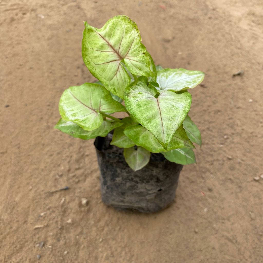 Syngonium Yellow in 4 Inch Nursery Bag