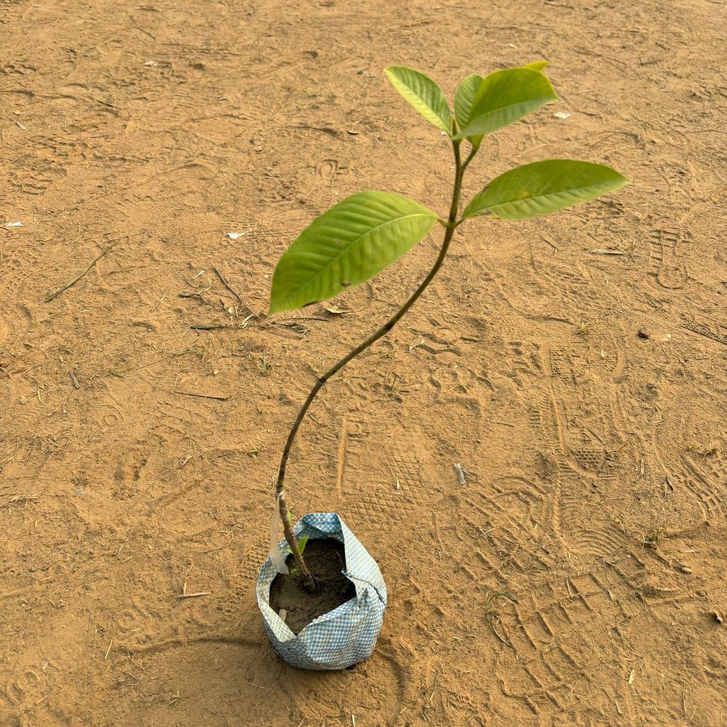 Hing / Asafoetida in 4 Inch Nursery Bag