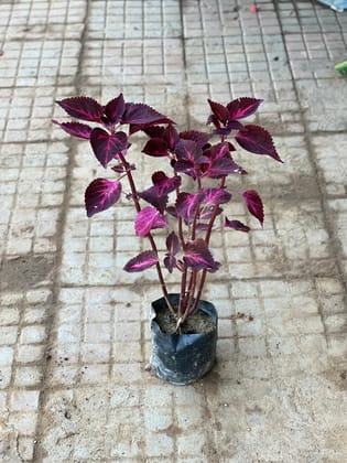 Buy Coleus Red in 4 Inch Nursery Bag Online | Urvann.com