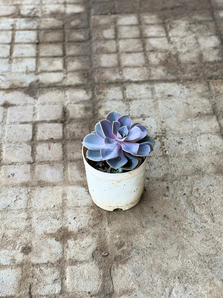 Echeveria Blue Succulent in 2 Inch Nursery Pot