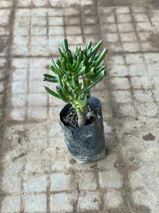 Buy Crassula Gollum Succulent in 3 Inch Nursery Bag Online | Urvann.com