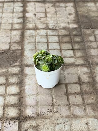 Buy Echeveria Green Succulent in 3 Inch Nursery Pot Online | Urvann.com