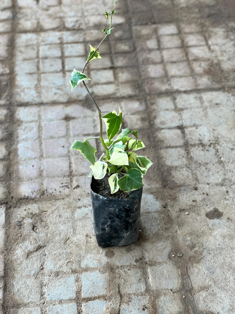 English Ivy Variegated Succulent in 4 Inch Nursery Bag