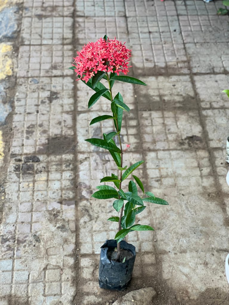 Ixora Red in 6 Inch Nursery Bag