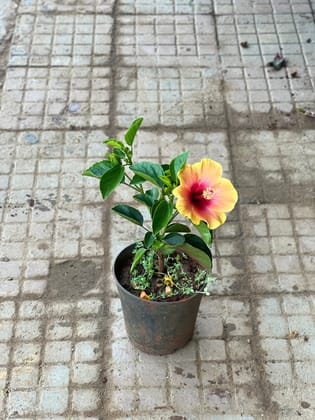 Buy Hibiscus / Gudhal Orange in 6 Inch Nursery Pot Online | Urvann.com